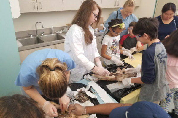 1-13-18-manifezt-foundation-pig-dissection-stem-workshop-at-southwest-regional-library-1