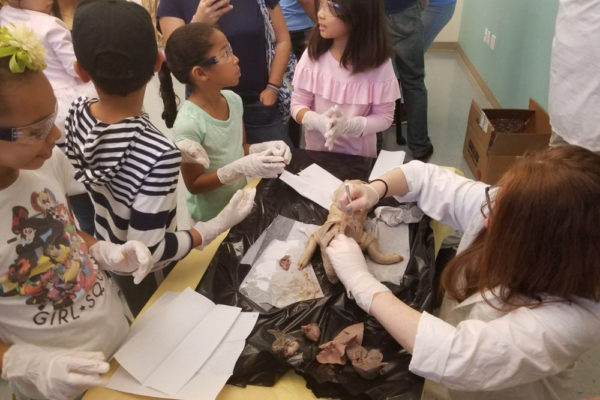 1-13-18-manifezt-foundation-pig-dissection-stem-workshop-at-southwest-regional-library-13
