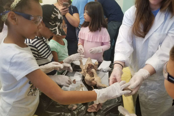 1-13-18-manifezt-foundation-pig-dissection-stem-workshop-at-southwest-regional-library-18