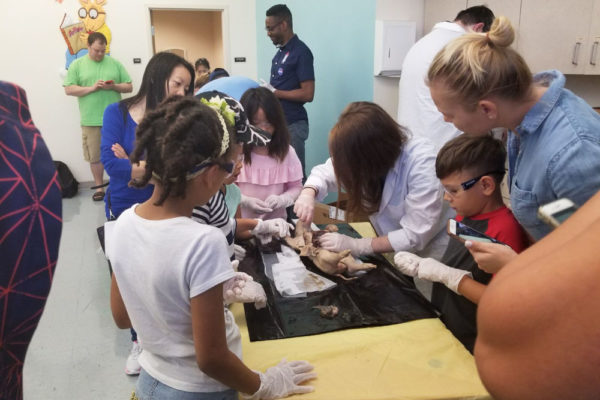 1-13-18-manifezt-foundation-pig-dissection-stem-workshop-at-southwest-regional-library-19