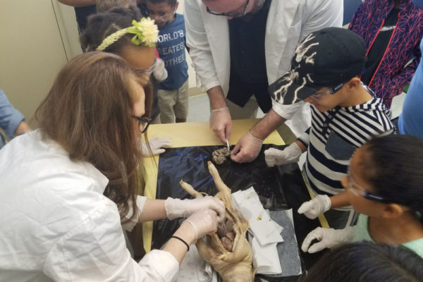 1-13-18-manifezt-foundation-pig-dissection-stem-workshop-at-southwest-regional-library-21