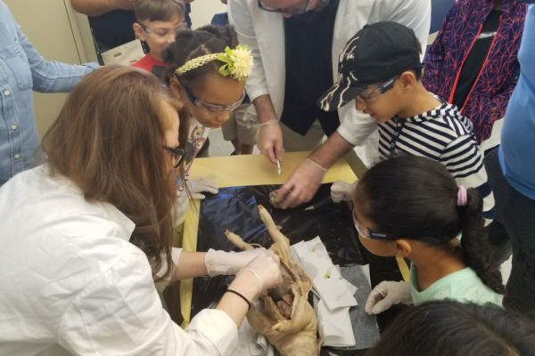 1-13-18-manifezt-foundation-pig-dissection-stem-workshop-at-southwest-regional-library-22