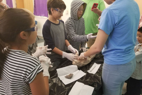 1-13-18-manifezt-foundation-pig-dissection-stem-workshop-at-southwest-regional-library-24