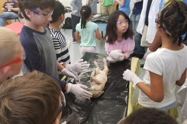 1-13-18-manifezt-foundation-pig-dissection-stem-workshop-at-southwest-regional-library-25