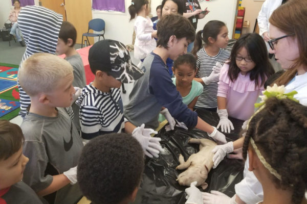 1-13-18-manifezt-foundation-pig-dissection-stem-workshop-at-southwest-regional-library-26