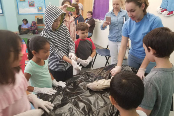 1-13-18-manifezt-foundation-pig-dissection-stem-workshop-at-southwest-regional-library-31