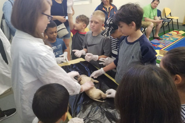 1-13-18-manifezt-foundation-pig-dissection-stem-workshop-at-southwest-regional-library-34
