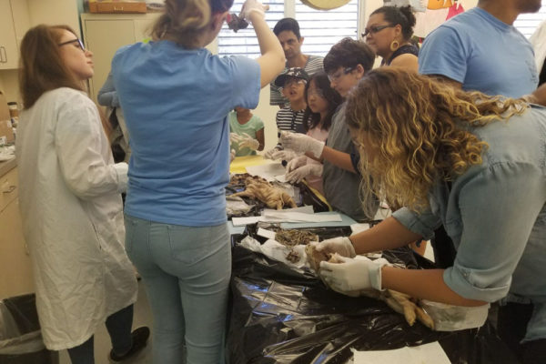 1-13-18-manifezt-foundation-pig-dissection-stem-workshop-at-southwest-regional-library-5