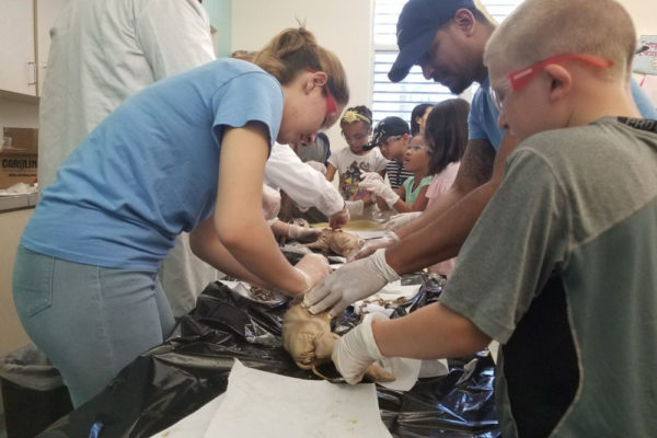 1-13-18-manifezt-foundation-pig-dissection-stem-workshop-at-southwest-regional-library-6