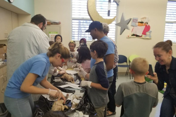 1-13-18-manifezt-foundation-pig-dissection-stem-workshop-at-southwest-regional-library-7