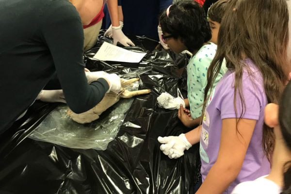 1-27-18-science-in-the-city-dissections-workshop-at-miami-lakes-library-4