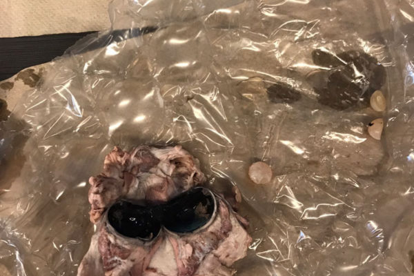 Eye Ball Dissection at Frost Museum - 11/18/17