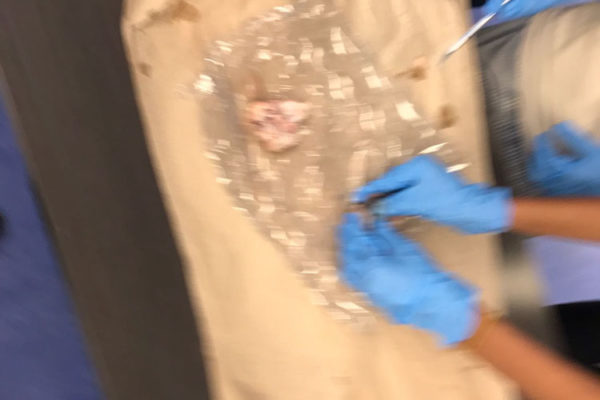 Eye Ball Dissection at Frost Museum - 11/18/17