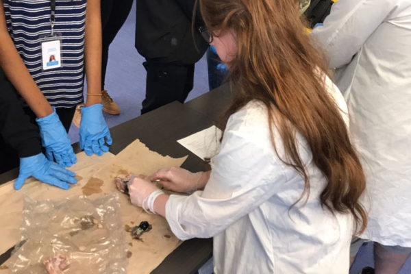 Eye Ball Dissection at Frost Museum - 11/18/17