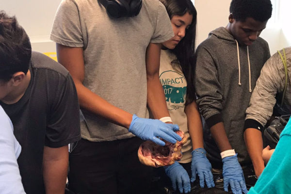 Heart Dissection Workshop at Frost Museum 13