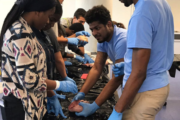 Heart Dissection Workshop at Frost Museum 16