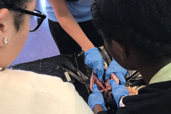 Heart Dissection Workshop at Frost Museum 18