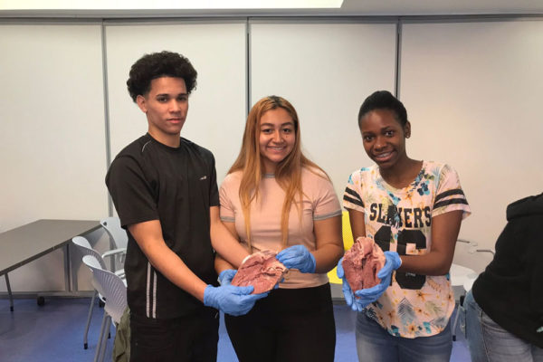 Heart Dissection Workshop at Frost Museum 2