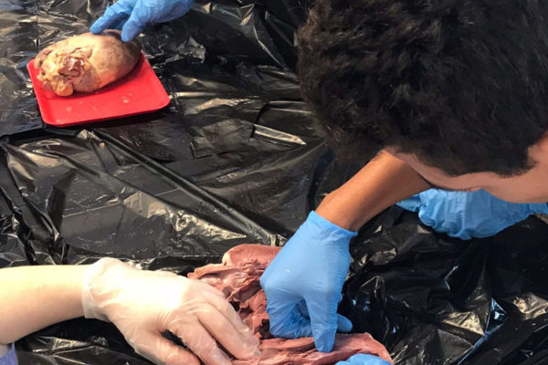 Heart Dissection Workshop at Frost Museum 8