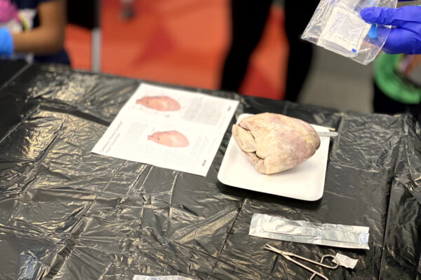 Manifezt Foundation STEM Workshop at Larcenia Bullard Plaza11-19-2022 img23 Heart Dissections at Larcenia Bullard Plaza