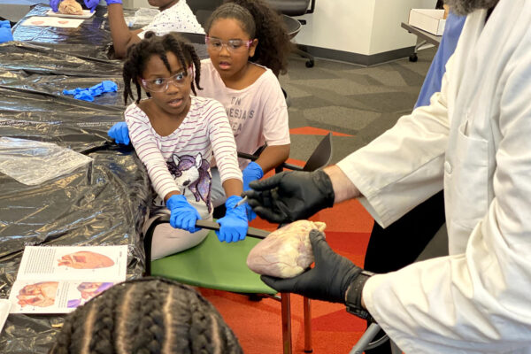 Manifezt Foundation STEM Workshop at Larcenia Bullard Plaza11-19-2022 img26 Heart Dissections at Larcenia Bullard Plaza
