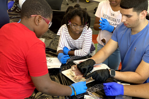Manifezt Foundation STEM Workshop at Larcenia Bullard Plaza11-19-2022 img38 Heart Dissections at Larcenia Bullard Plaza