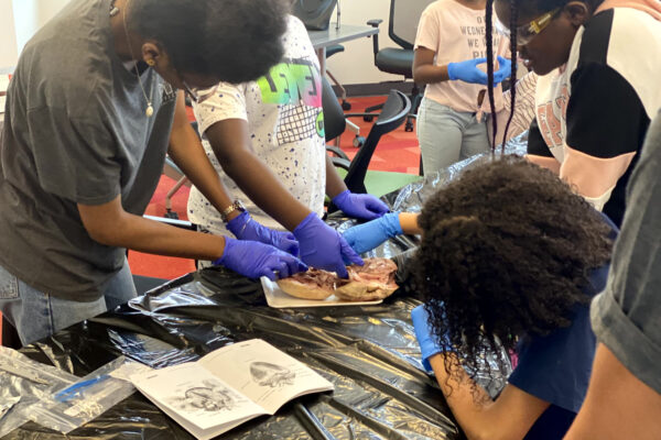Manifezt Foundation STEM Workshop at Larcenia Bullard Plaza11-19-2022 img42 Heart Dissections at Larcenia Bullard Plaza