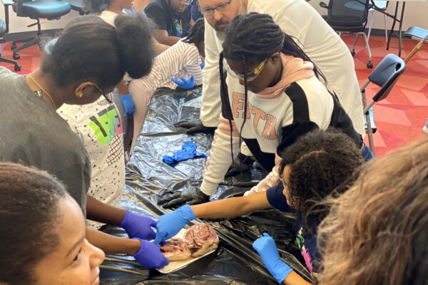 Manifezt Foundation STEM Workshop at Larcenia Bullard Plaza11-19-2022 img46 Heart Dissections at Larcenia Bullard Plaza