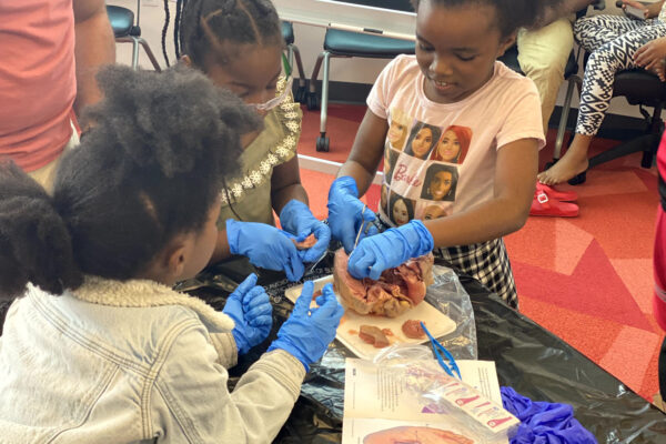 Manifezt Foundation STEM Workshop at Larcenia Bullard Plaza11-19-2022 img61 Heart Dissections at Larcenia Bullard Plaza
