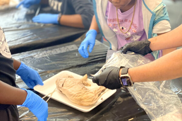 Manifezt Foundation STEM Workshop at Larcenia Bullard Plaza12-3-2022 img04 Pig Dissection STEM Workshop at Larcenia Bullard Plaza