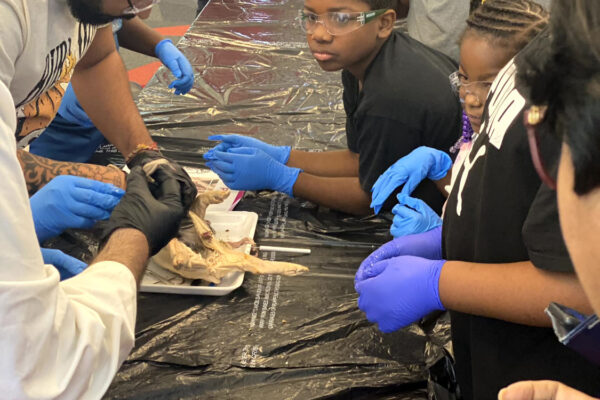 Manifezt Foundation STEM Workshop at Larcenia Bullard Plaza12-3-2022 img13 Pig Dissection STEM Workshop at Larcenia Bullard Plaza