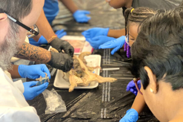 Manifezt Foundation STEM Workshop at Larcenia Bullard Plaza12-3-2022 img15 Pig Dissection STEM Workshop at Larcenia Bullard Plaza