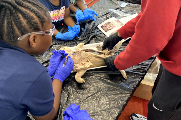 Manifezt Foundation STEM Workshop at Larcenia Bullard Plaza12-3-2022 img21 Pig Dissection STEM Workshop at Larcenia Bullard Plaza