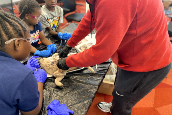 Manifezt Foundation STEM Workshop at Larcenia Bullard Plaza12-3-2022 img23 Pig Dissection STEM Workshop at Larcenia Bullard Plaza