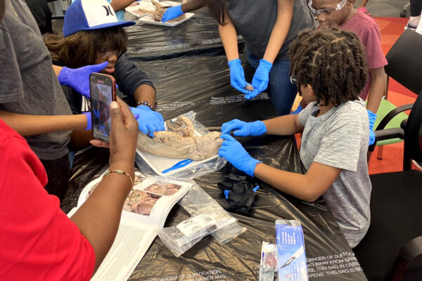 Manifezt Foundation STEM Workshop at Larcenia Bullard Plaza12-3-2022 img24 Pig Dissection STEM Workshop at Larcenia Bullard Plaza