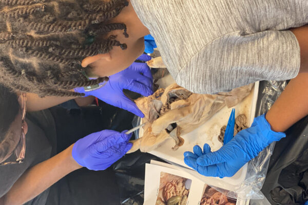 Manifezt Foundation STEM Workshop at Larcenia Bullard Plaza12-3-2022 img38 Pig Dissection STEM Workshop at Larcenia Bullard Plaza