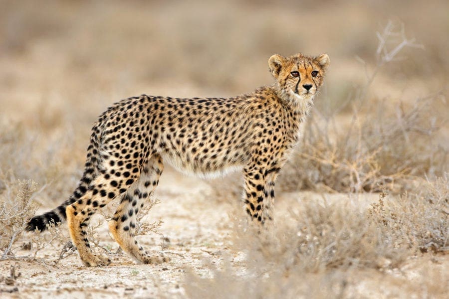 artificial intelligence - cheetah in natural habitat P62AJSL - A Brief History of the Endangered Species Act | Manifezt Foundation artificial intelligence - cheetah in natural habitat P62AJSL - A Brief History of the Endangered Species Act | Manifezt Foundation
