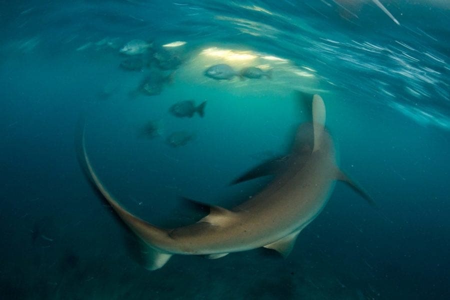 artificial intelligence - saveourseas - Save Our Seas Act to Fund Critical Ocean Plastic Threat | Manifezt Foundation artificial intelligence - saveourseas - Save Our Seas Act to Fund Critical Ocean Plastic Threat | Manifezt Foundation